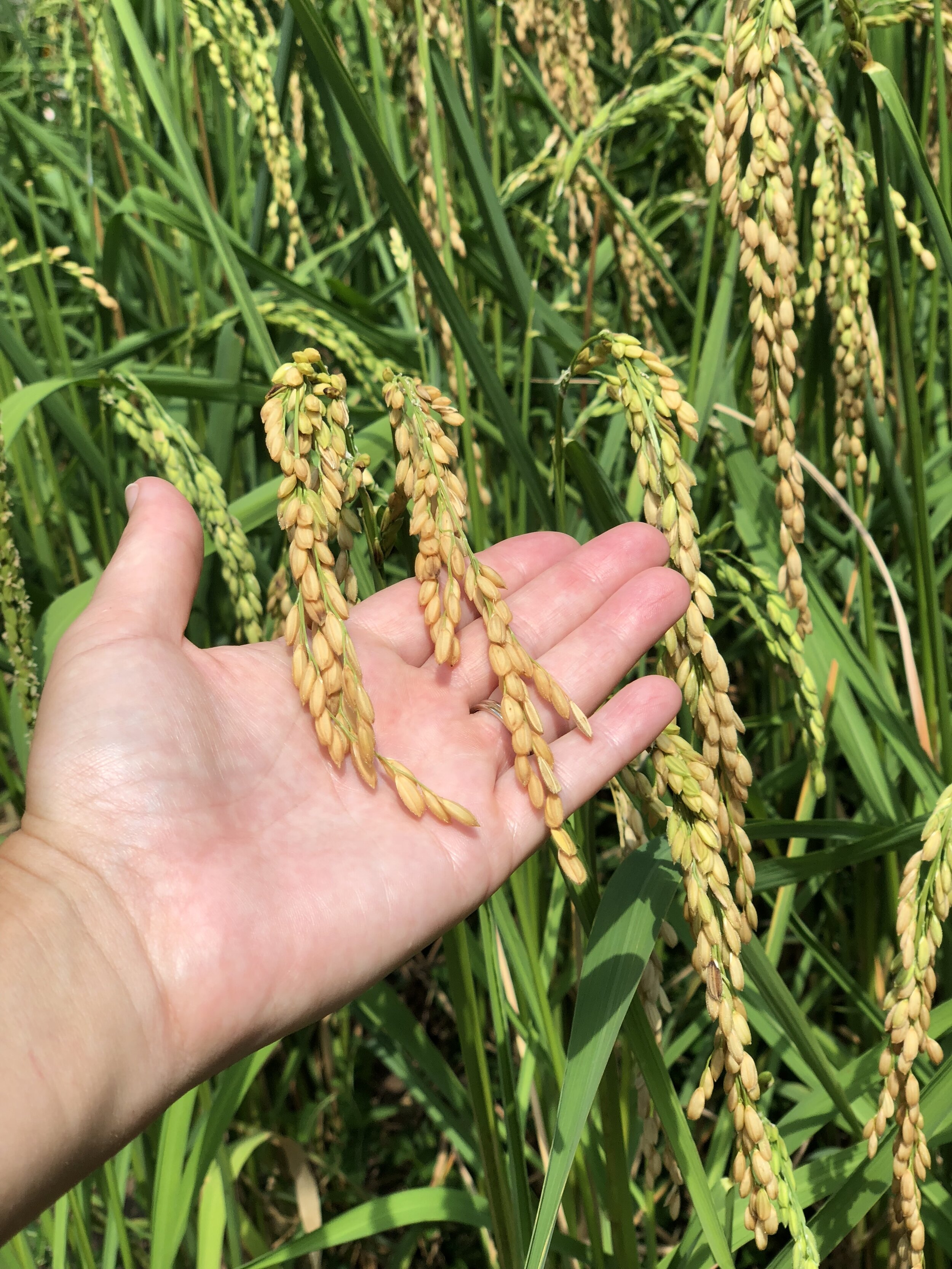 Growing Rice — Brie Grows